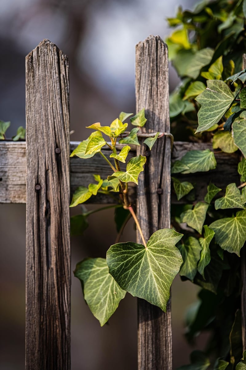 Plant a Garden