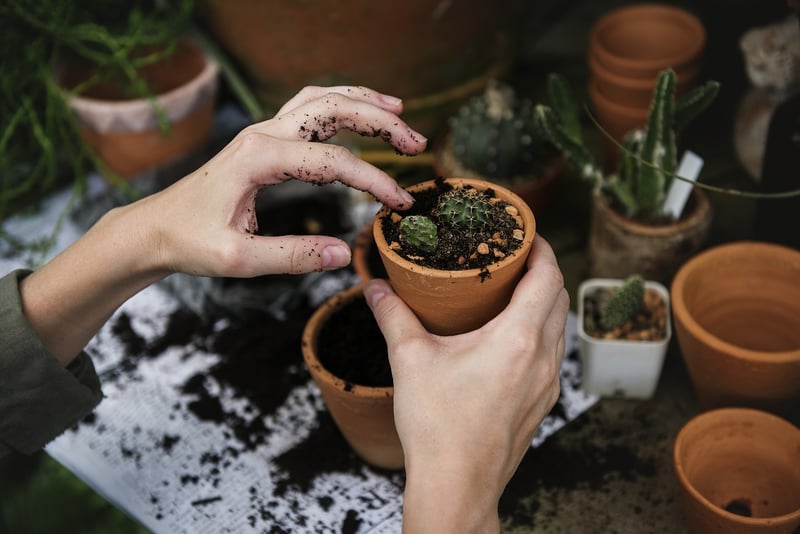 Indoor Plants